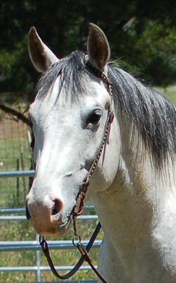 http://www.hought.com/hp.horses.html