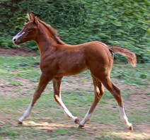 http://www.hought.com/hp.horses.html