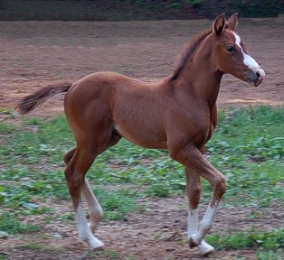http://www.hought.com/hp.horses.html