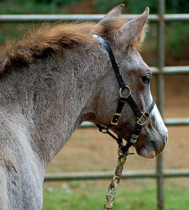 http://www.hought.com/hp.horses.html