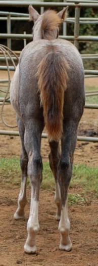 http://www.hought.com/hp.horses.html
