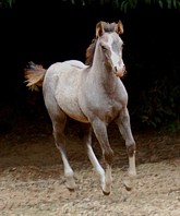 http://www.hought.com/hp.horses.html