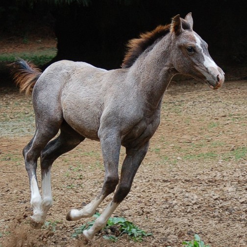 http://www.hought.com/hp.horses.html
