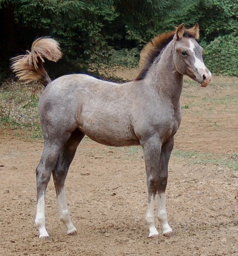 http://www.hought.com/hp.horses.html
