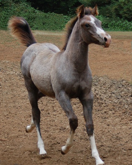 http://www.hought.com/hp.horses.html