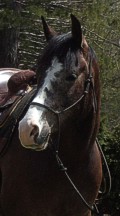 http://www.hought.com/hp.horses.html