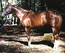 http://www.hought.com/hp.horses.html